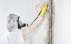 Best Forensic Mold Investigation  in Holmen, WI